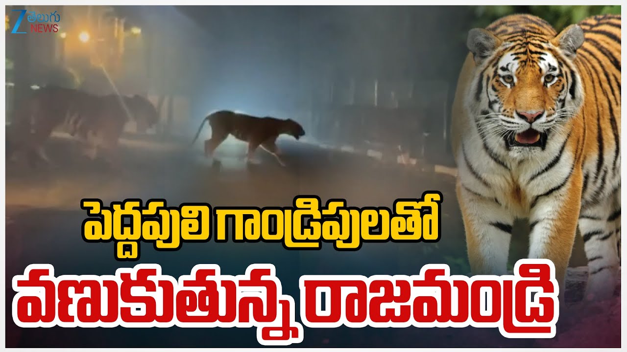 Tiger Hulchul at Torredu | పెద్దపులి గాండ్రిపులతో వణుకుతున్న రాజమండ్రి | ZEE Telugu News