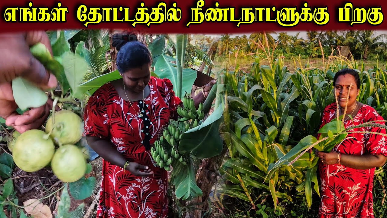 25 நாட்களுக்கு பிறகு தோட்டத்துக்கு வந்த நாங்கள் | Our garden ♥️ | village life 