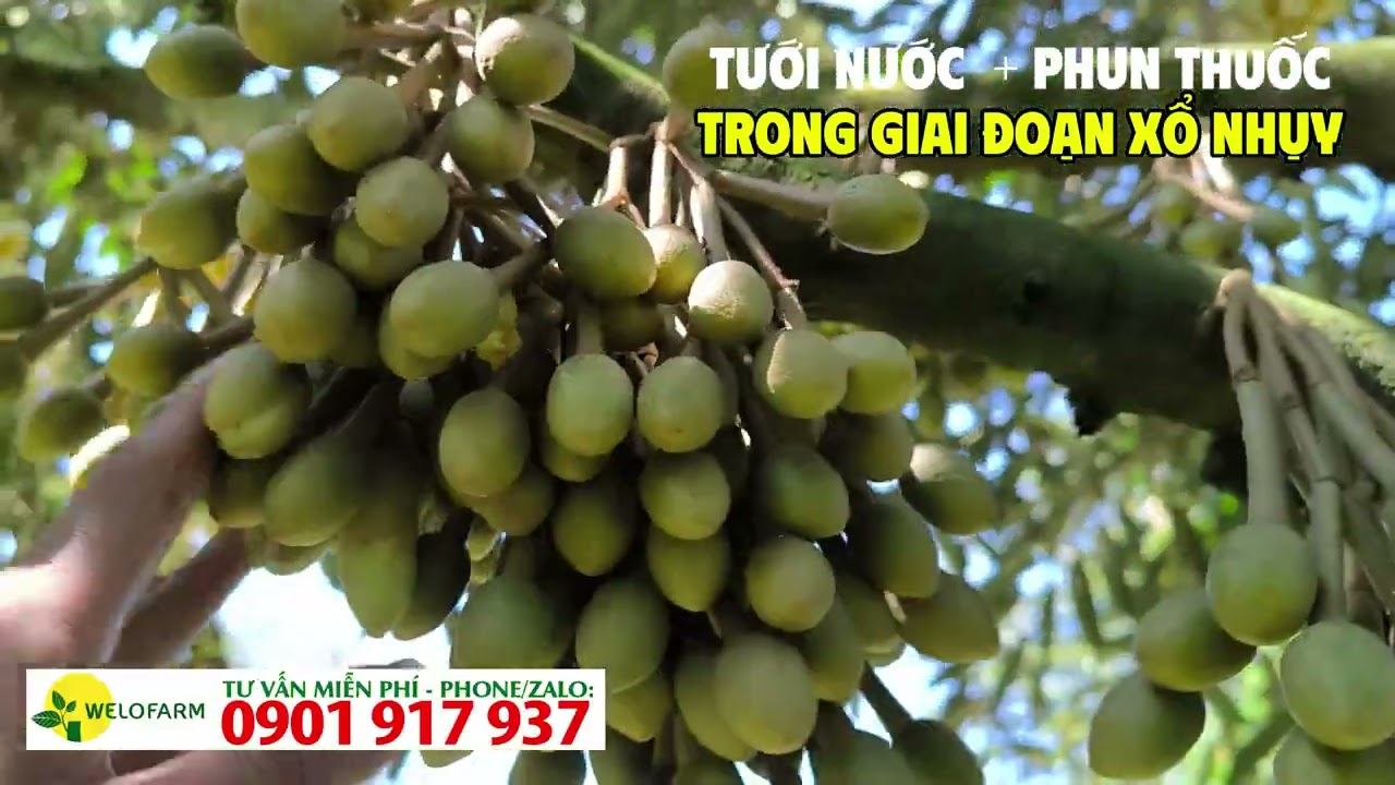 Cách tưới nước cho sầu riêng xổ nhụy