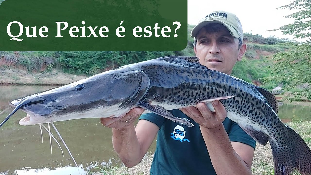 Caparari... Pintado...Cachara ou um Híbrido???  Que peixe é este?