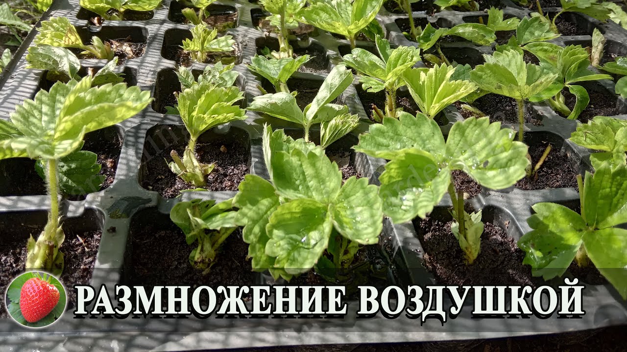 Вся правда о размножение клубники усами в кассетах Как размножить землянику начинающим садоводам