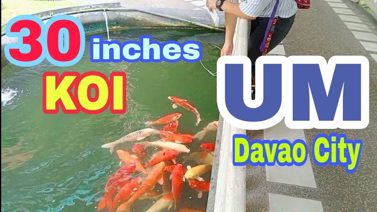 Big Japanese Koi (30 inches) Here in UM Bolton Davao City | TRAVEL ni Prudz