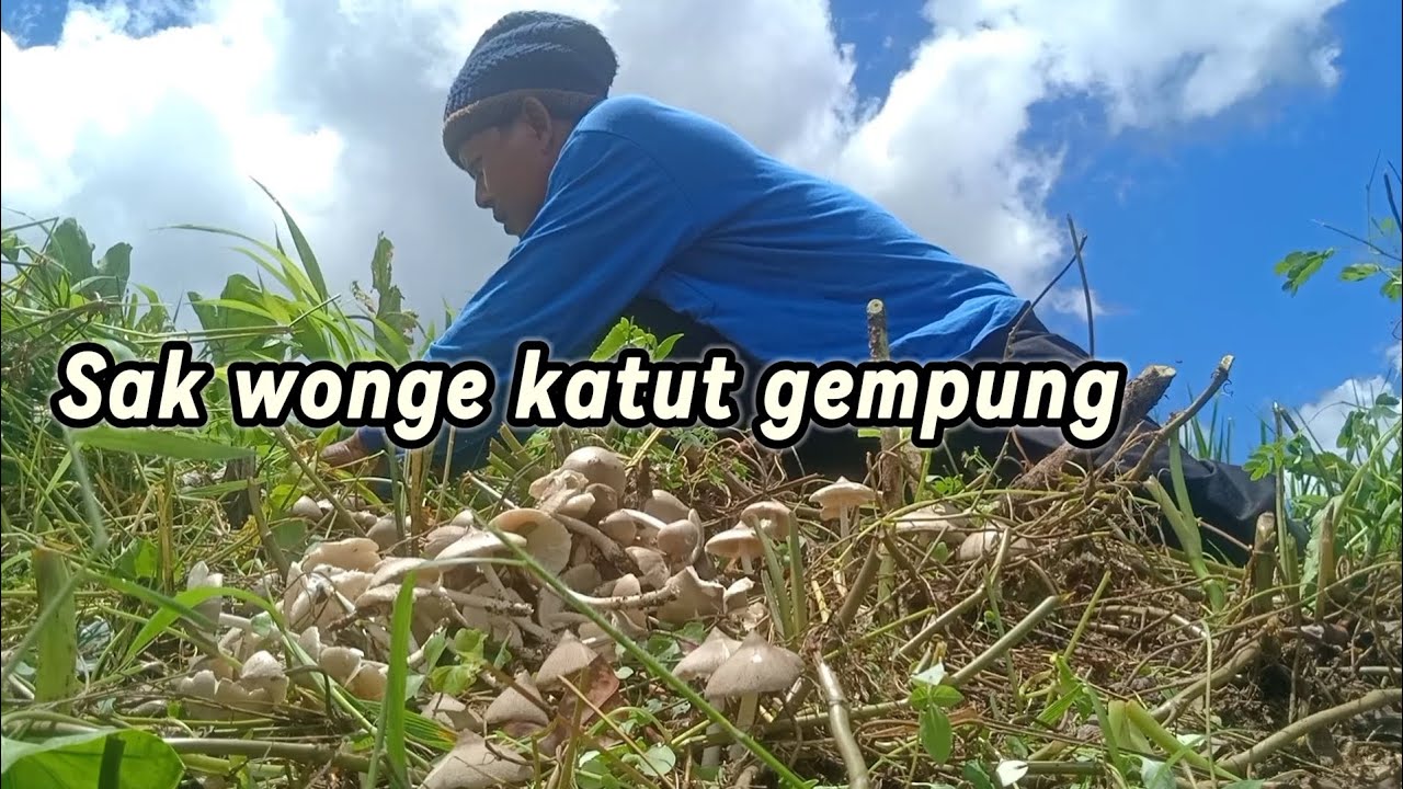 Hamparan jamur terpapar terik matahari 