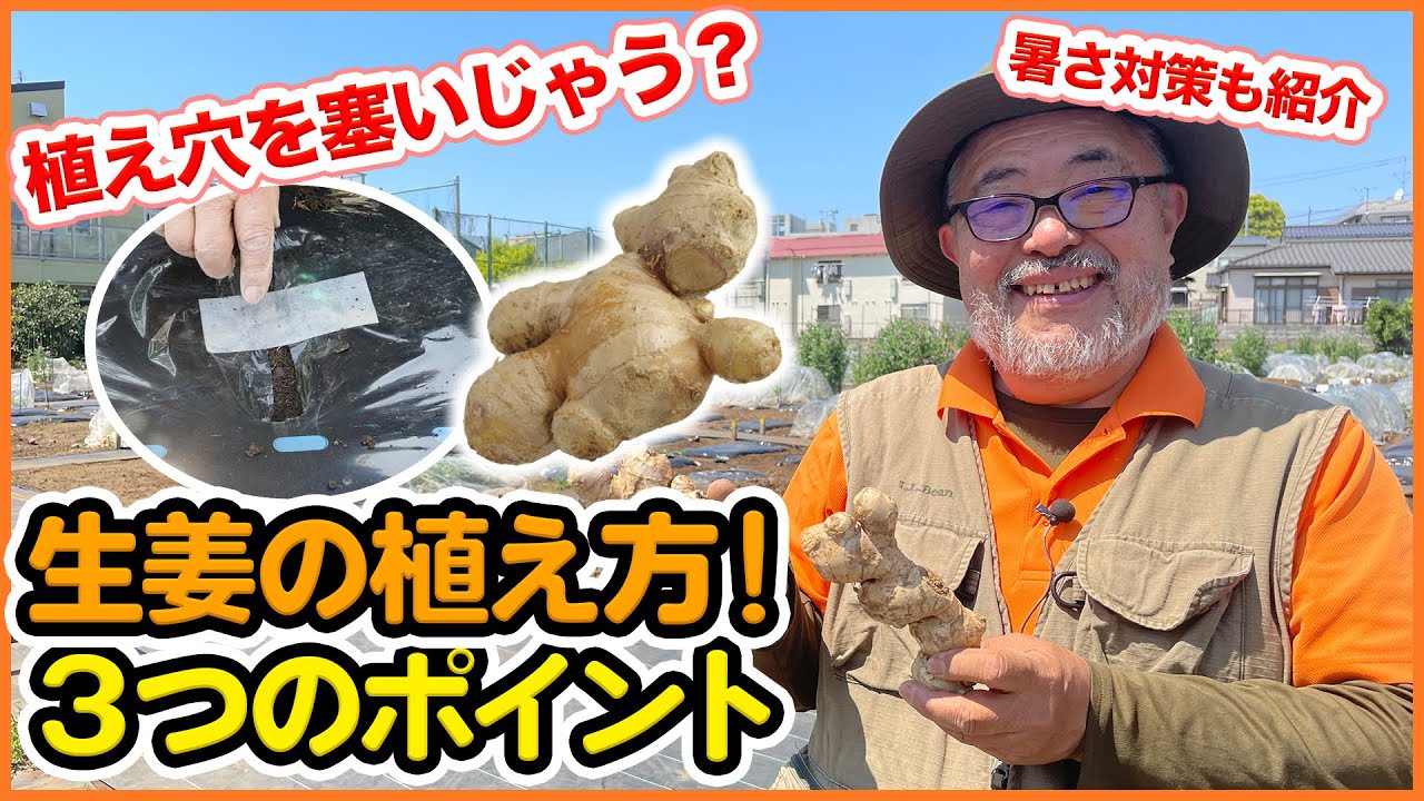 GWや5月植えに最適！種生姜を植えるだけ簡単なショウガ栽培３つのコツ！葉生姜・根生姜は収穫のタイミング！【家庭菜園】【土つくり】
