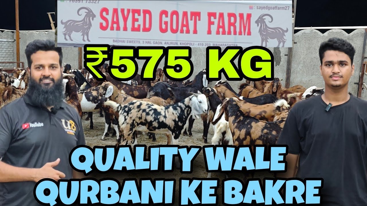 KHOOBSURAT QURBANI GOAT COLLECTION OF SAYED GOAT FARM KHOPOLI 🐐 KOI BHI LO ₹575 KG 🤩💯🐐 BAKREBAAZ