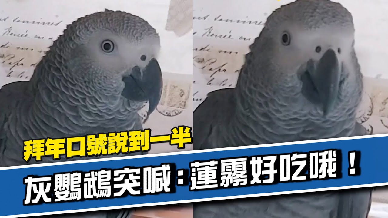 灰鸚鵡拜年口號說一半😗突然改口：蓮霧好吃！｜寵物動物｜鳥｜精選影片