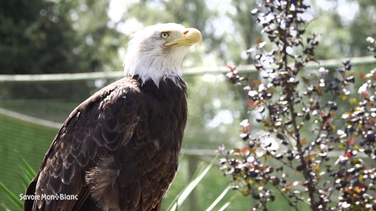 Les Aigles du Léman