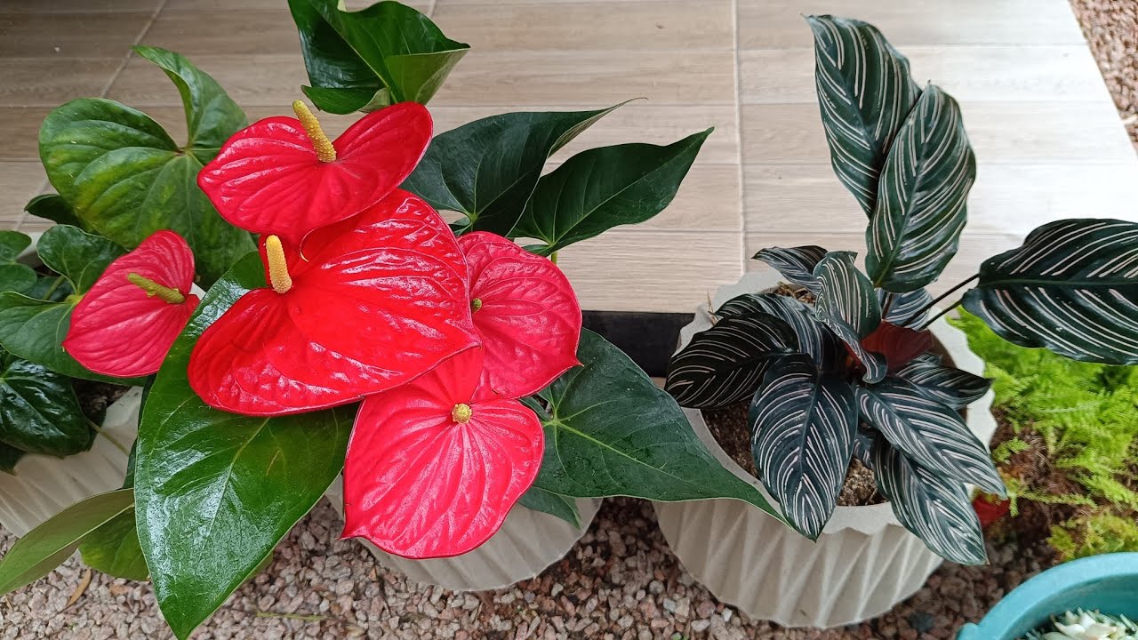 Dia de vó e neto na chácara: pescaria e tour pelo jardim 