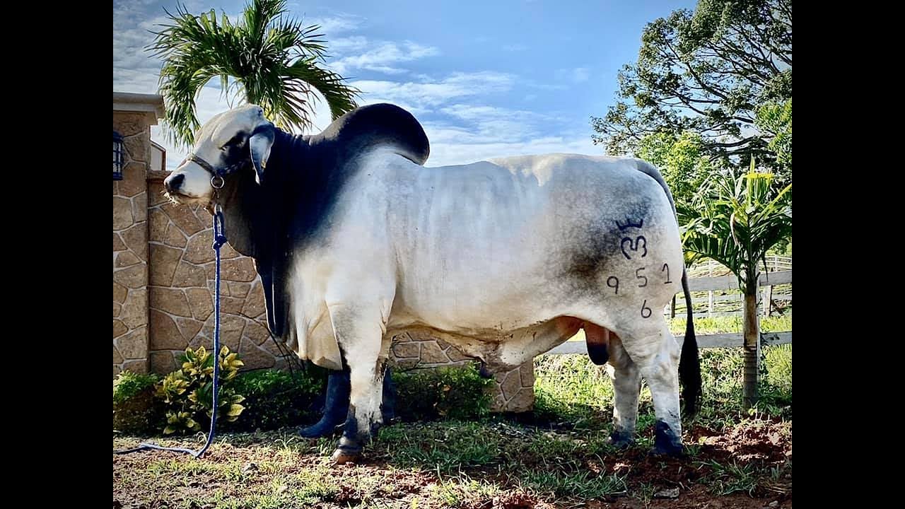 GRAN CAMPEÒN DE LA RAZA BRAHMAN GRIS.- EL TORO IDEAL PARA PRODUCIR VACAS EN EL TRÒPICO.