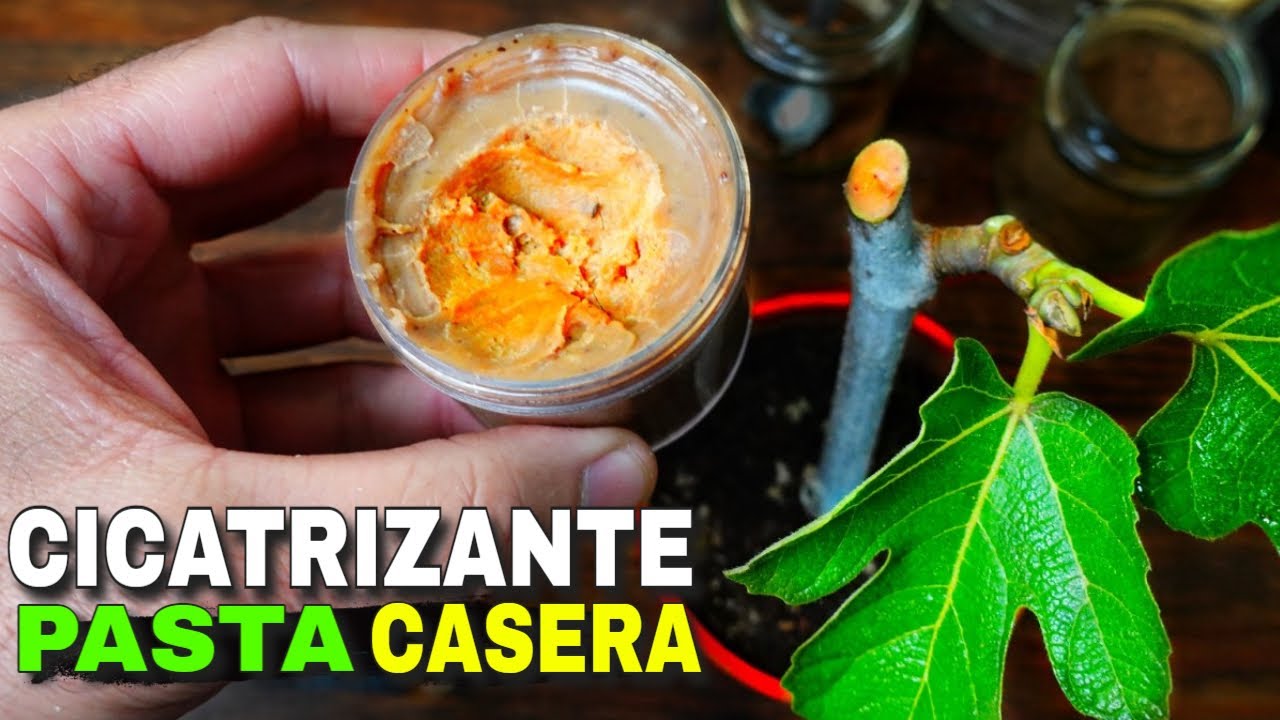 👉Cómo hacer un CICATRIZANTE Natural CASERO🌹 Paso a Paso