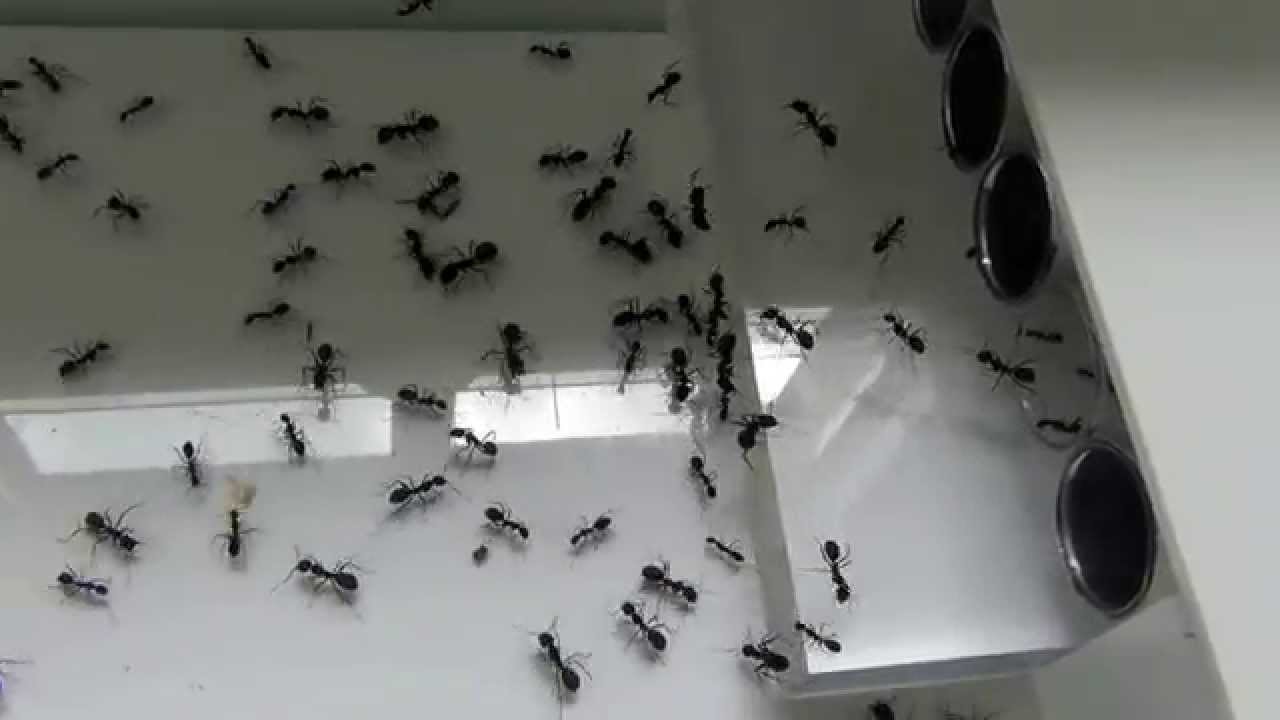 27 03 2015 Camponotus cruentatus