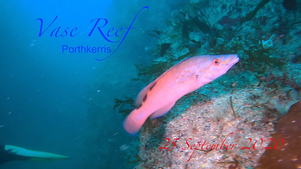 Vase Reef, Porthkerris, The Manacles