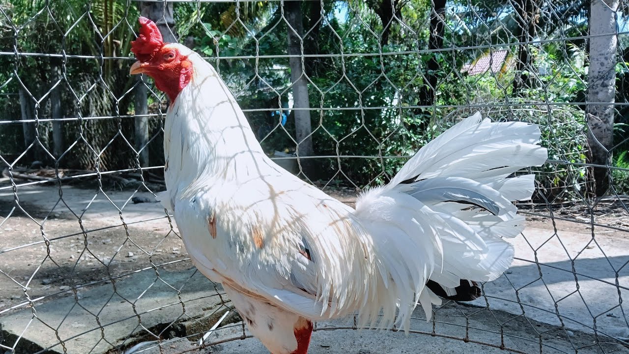 16/3.. tóp 6 em .. từ 2kg9.. tới 3kg9..zl..0339397139..