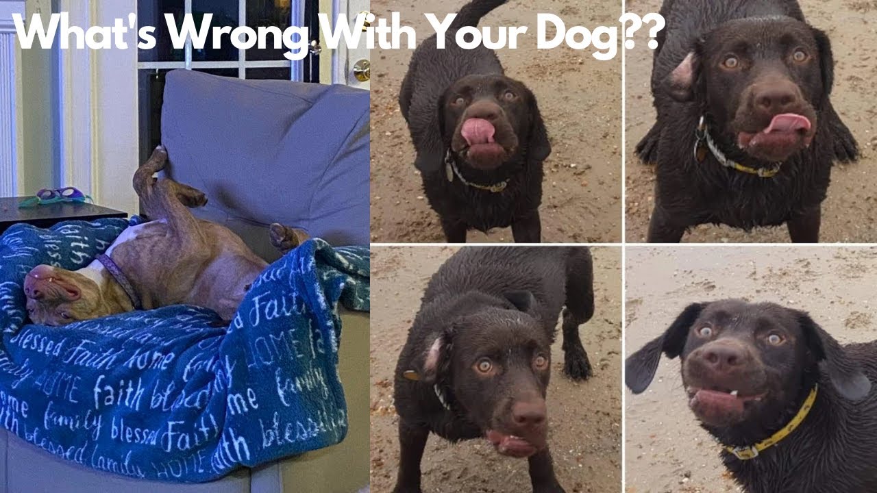 What's Wrong With Your Dog