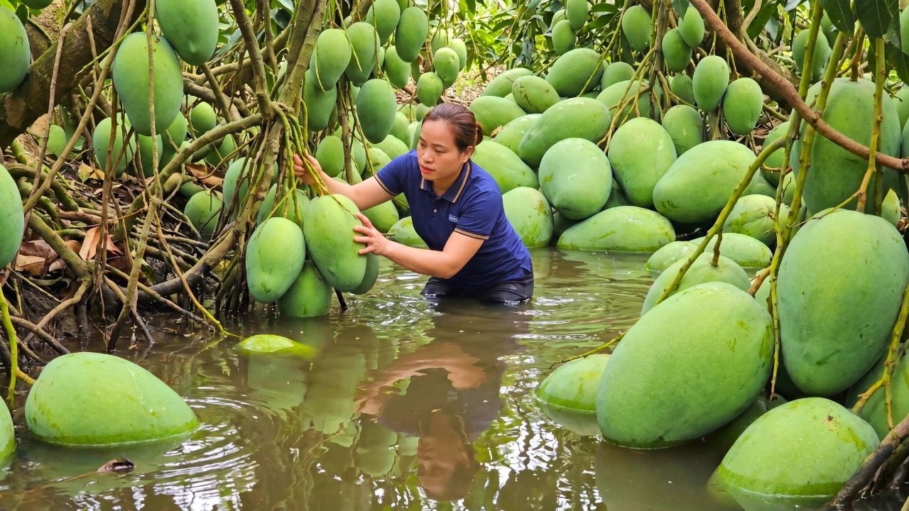 Harvesting 1000+ Giant Fresh Mangoes After 4 Months - Selling Mangoes At The Rural Market