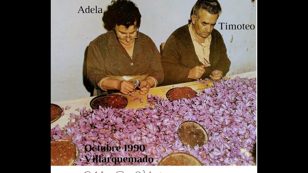 El azafrán - Villarquemado (Teruel), octubre 1990