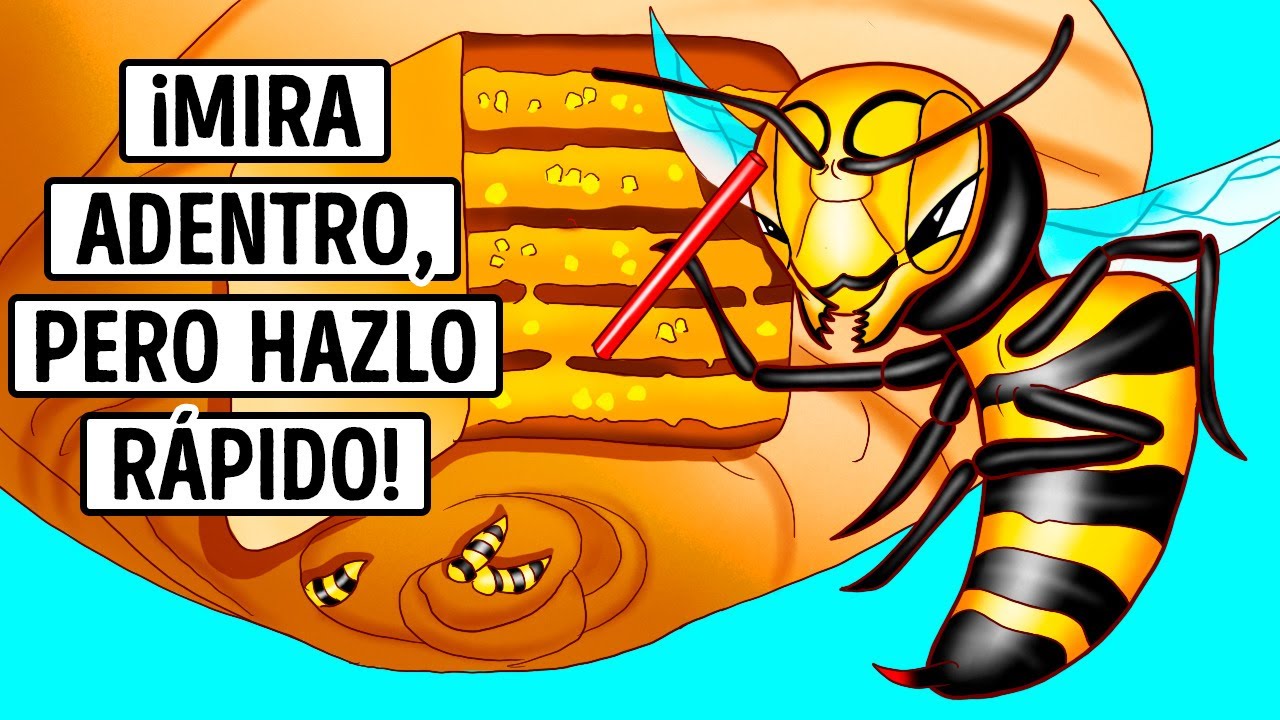 Lo que verías si pudieras entrar en un nido de avispas