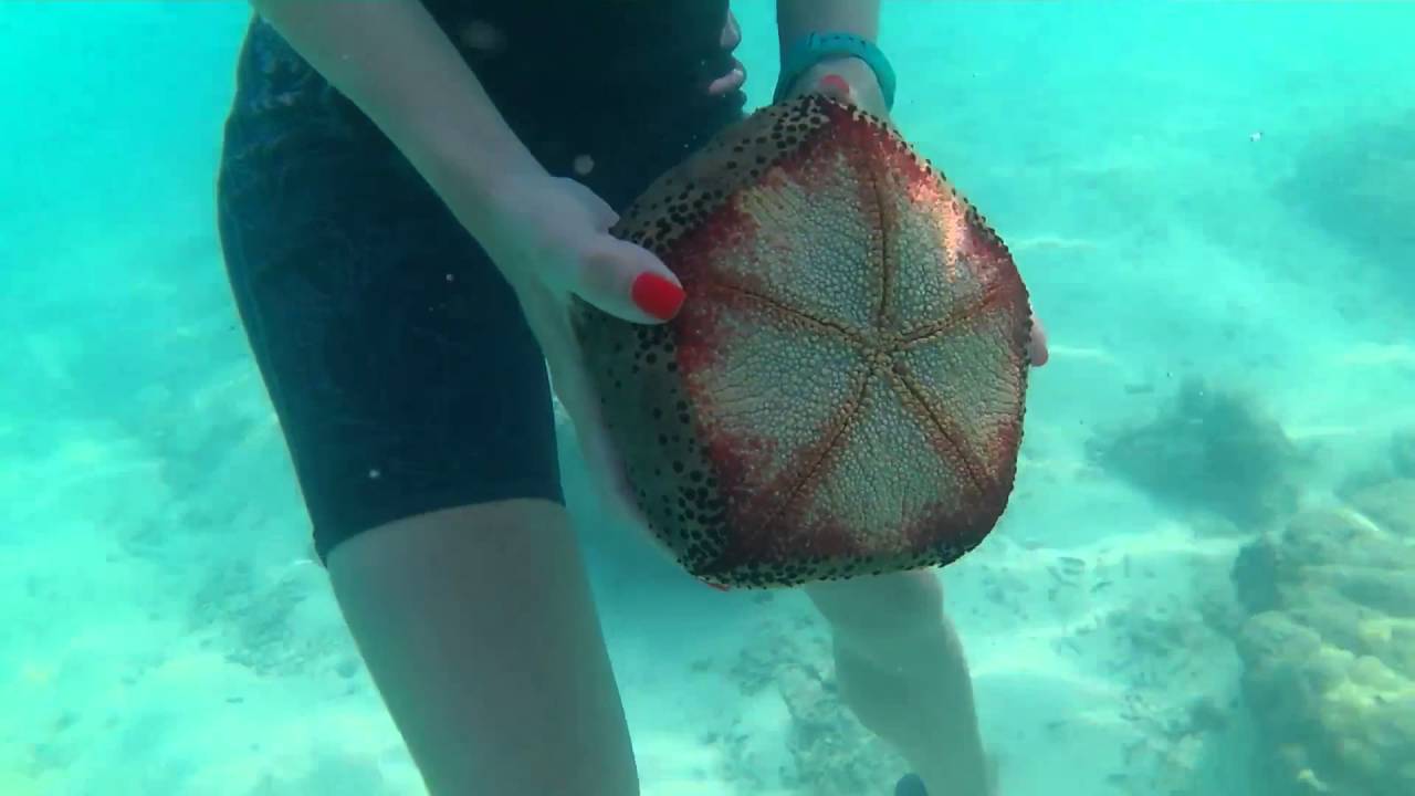 2016 - 2 Maldive Maayafushi.mp4