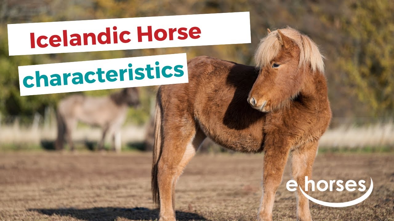 Icelandic horse | characteristics, origin & disciplines