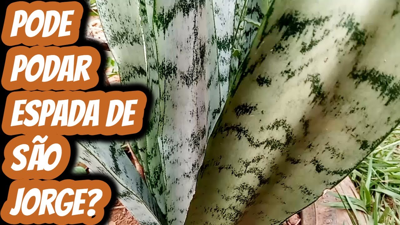 Pode podar a planta espada de S&atilde;o Jorge? Cortar aparar as folhas prejudica a planta? Dicas cultivo