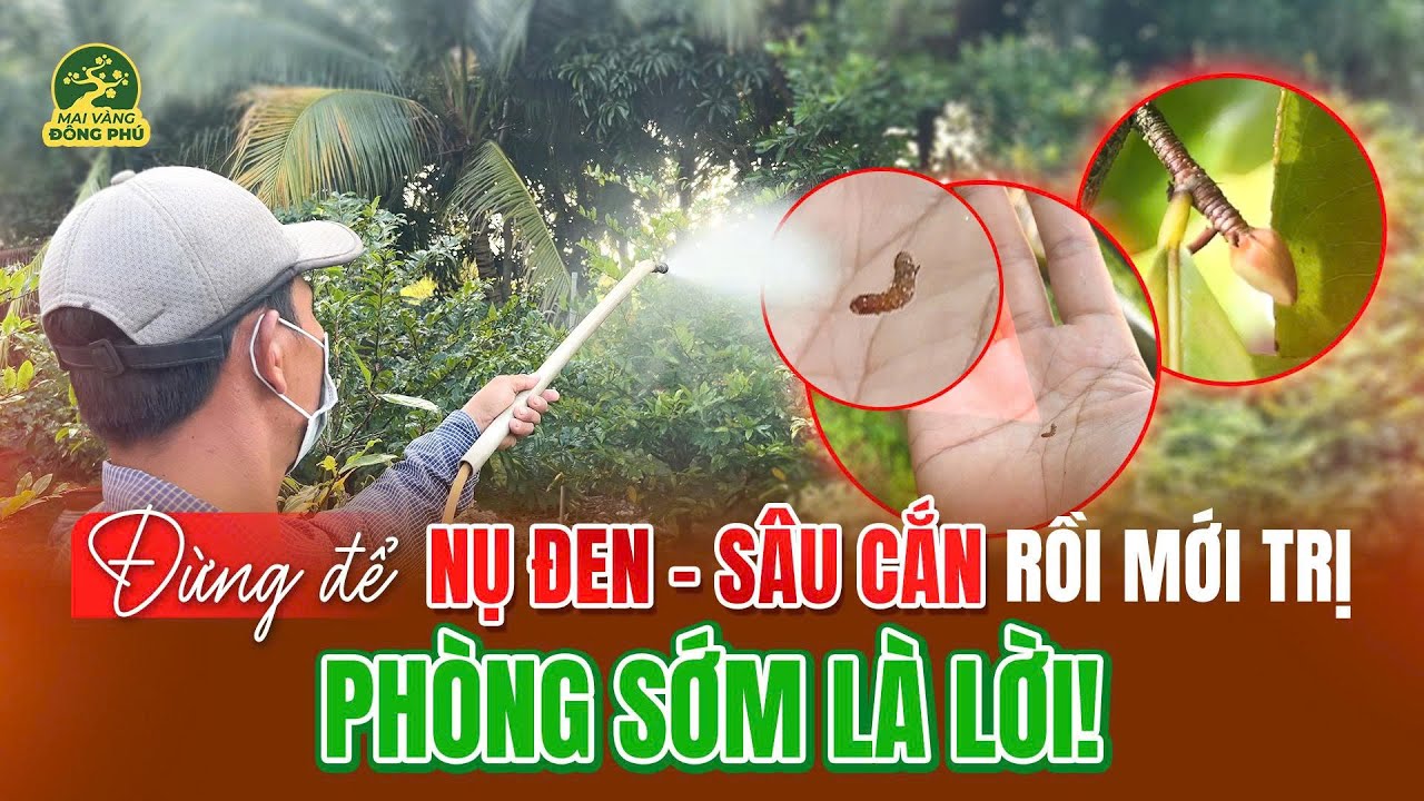 ĐỪNG ĐỂ NỤ ĐEN - SÂU CẮN RỒI MỚI TRỊ I PHÒNG SỚM LÀ LỜI!