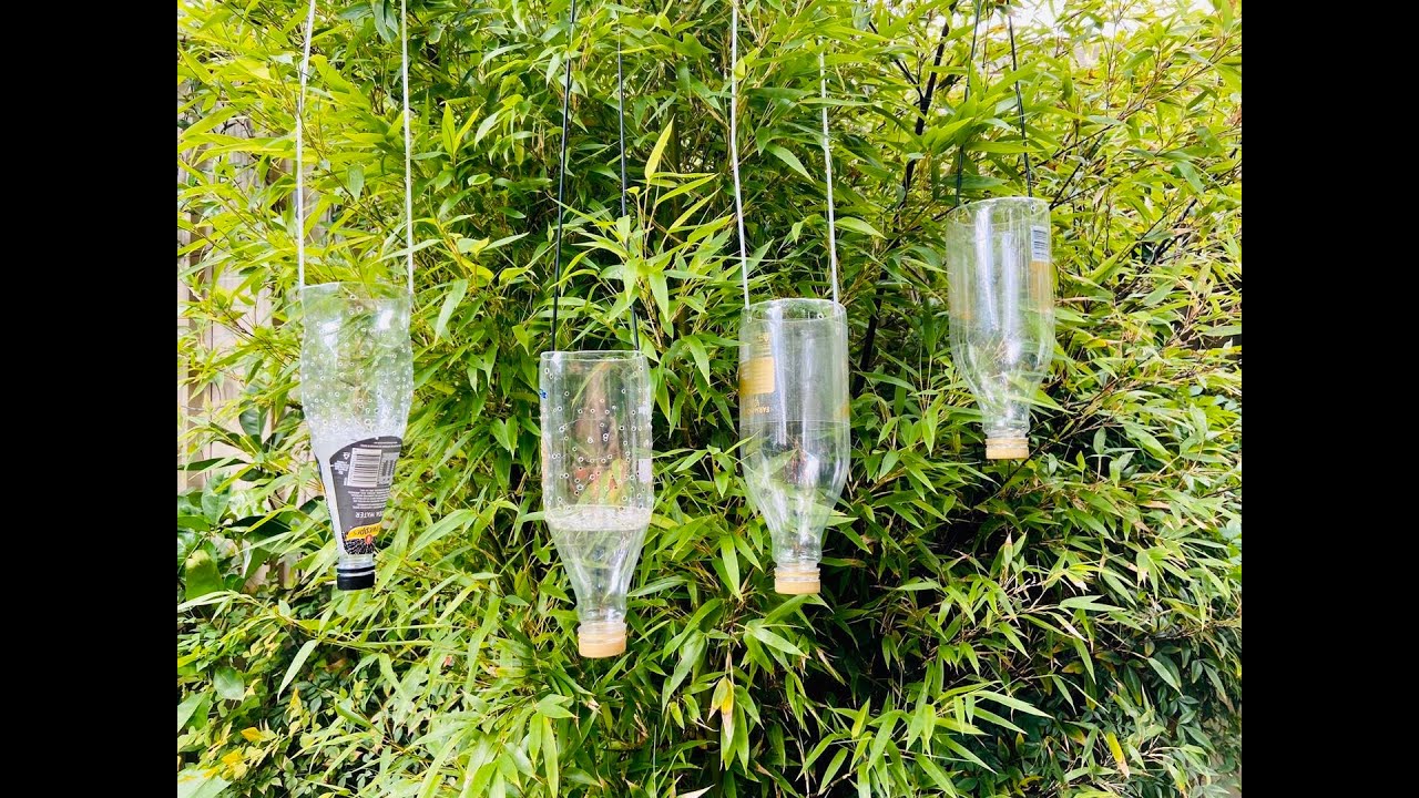 【20067】自制花盆，自动补水，植料吊盆，兰花喜欢吗？// 静姐说花273