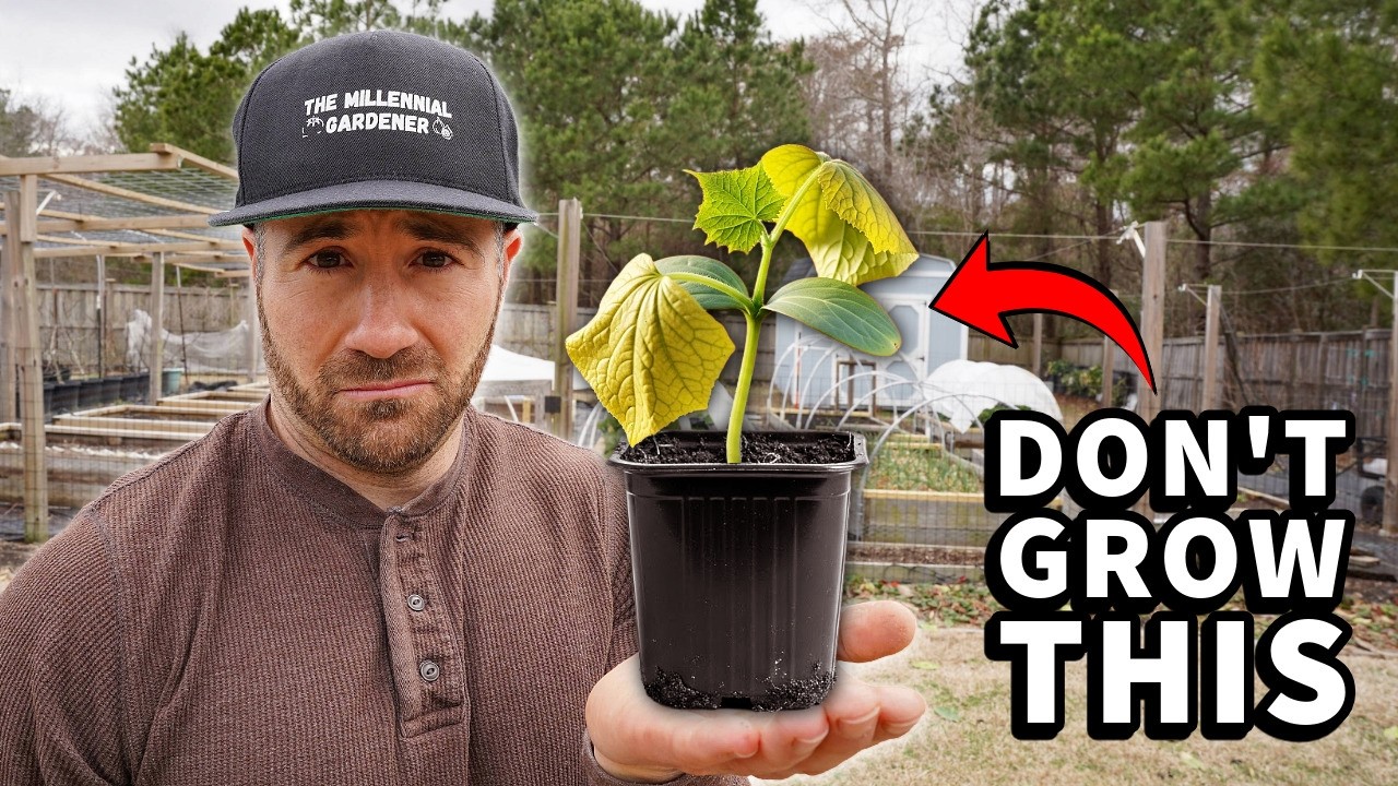 DO NOT Plant Cucumbers, Squash Or Melons BEFORE Watching This!