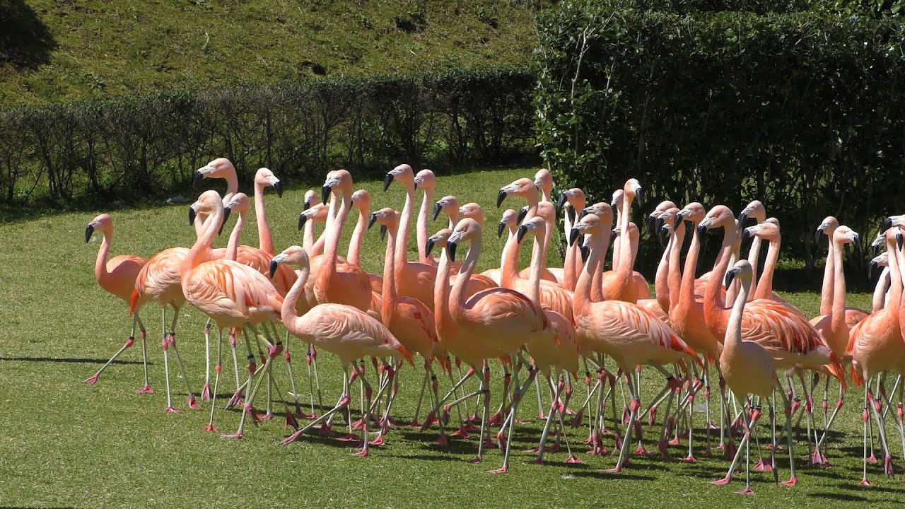 【宮崎市フェニックス自然動物園】フライングフラミンゴショー