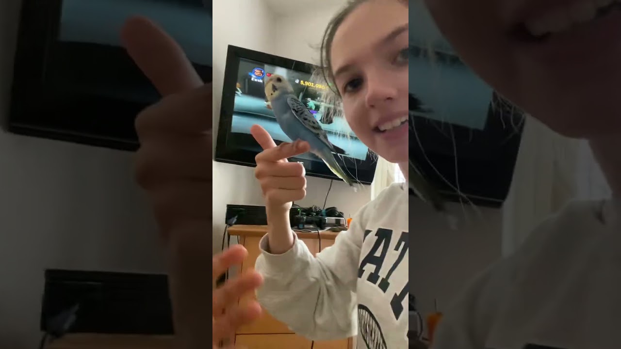 Första videon om undulaten Azul❤️❤️❤️