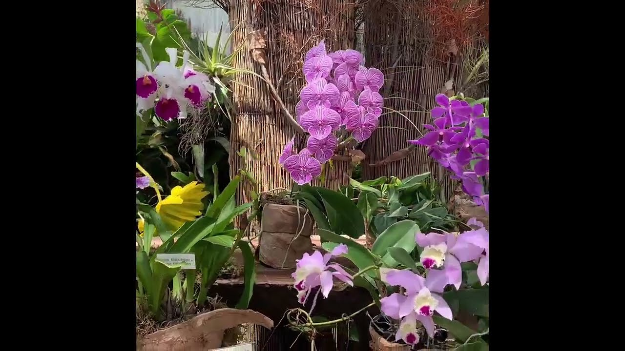 Welcome to the World of Orchids!!! #nature #plants #orchidflower #orchidplant #garden 