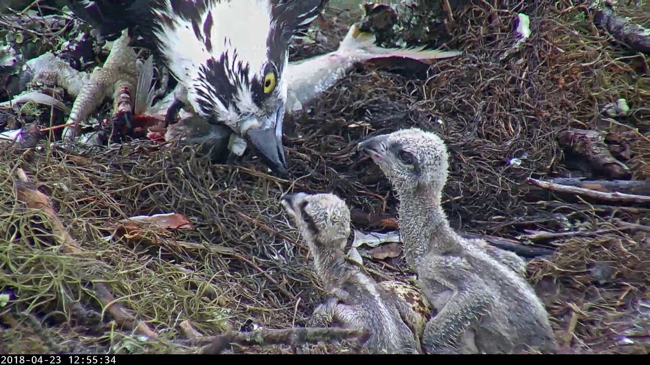 Live Fish Fed To Osprey Chicks On Wet Day In Savannah, GA – April 23, 2018