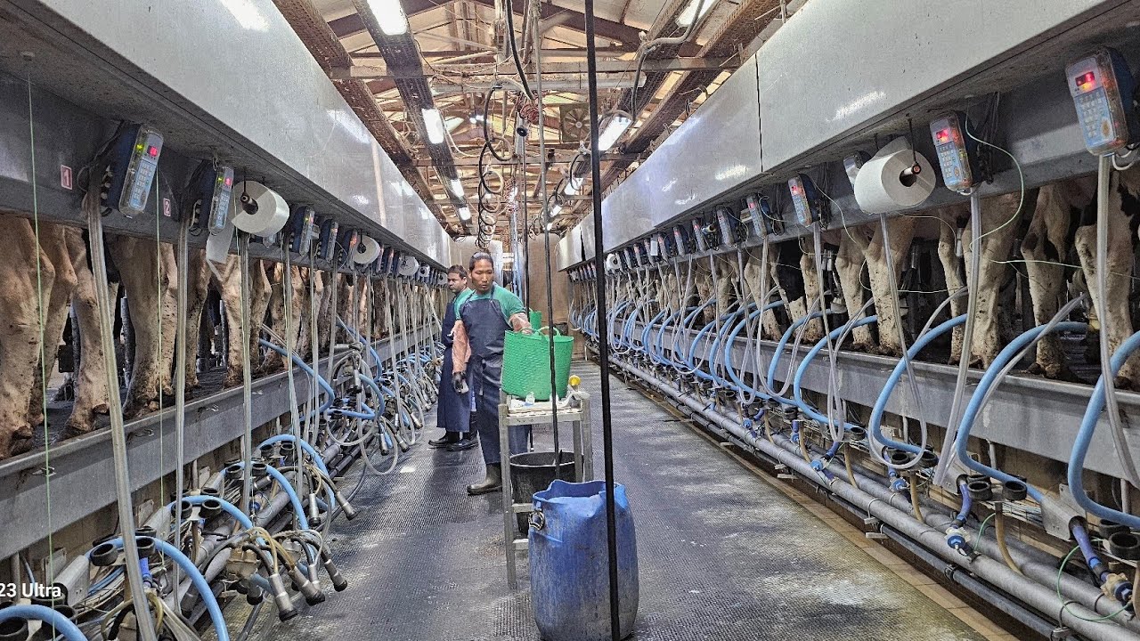 🐄Milking parlour🐄#cow #farming #नयाँ प्रविधियुक्त दुध पार्लर