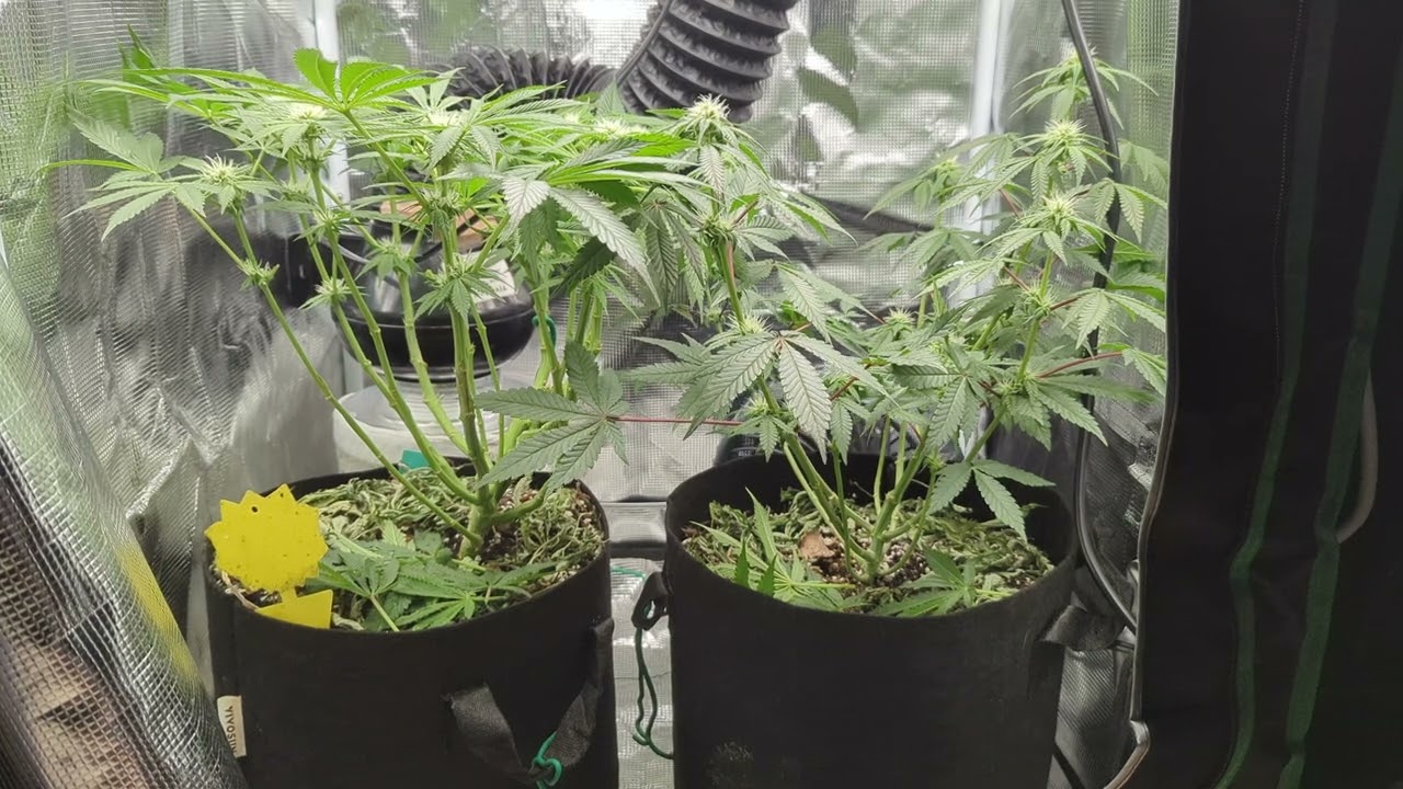 09/06/2024 Papa Smurf (F) by Atlas Seeds/Blueberry Breath #6 x Very Cherry (R) by Okcalyxx Genetics