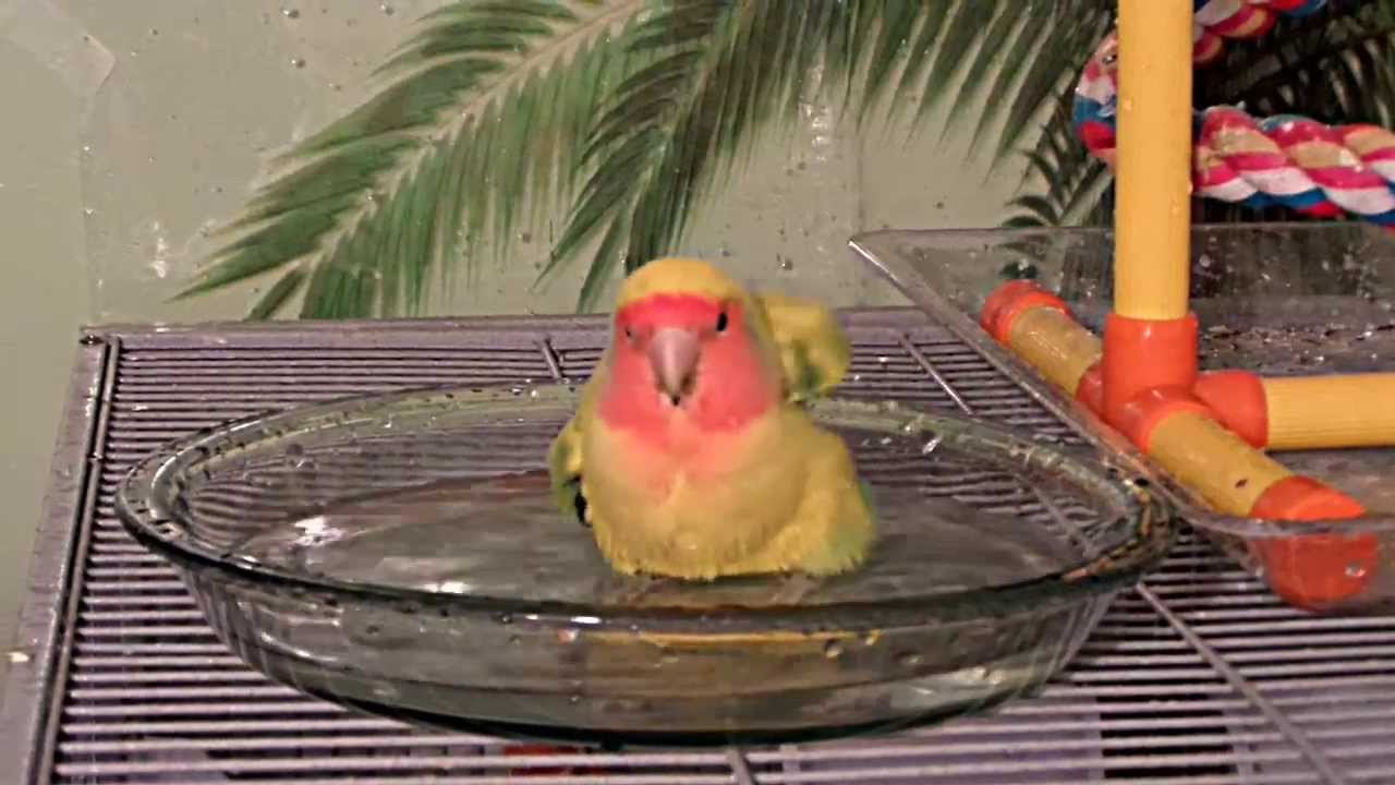 Paradise the Lovebird takes a Bath and Preens Himself