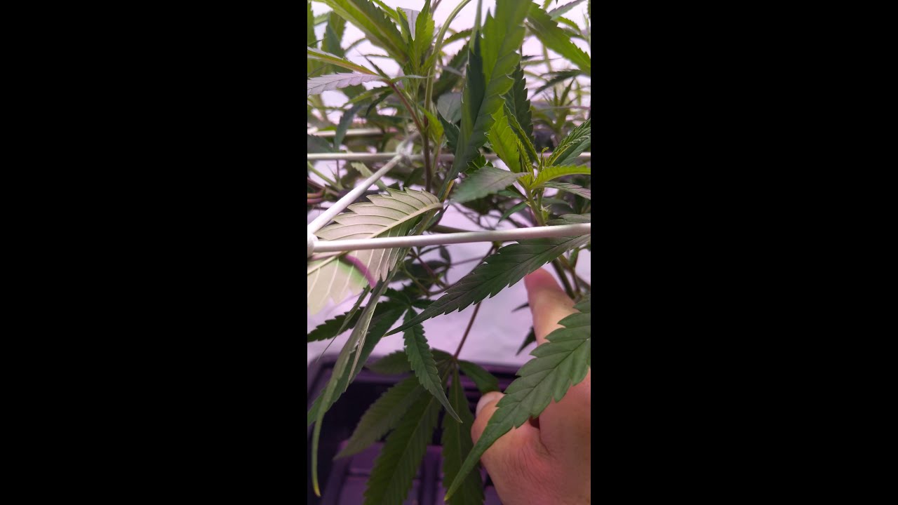 Scrog net series#5 grower scrog nets