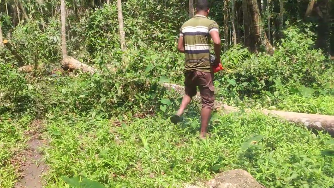 Treecutting man in Bangladesh, top video wooden work Mahmud khan 