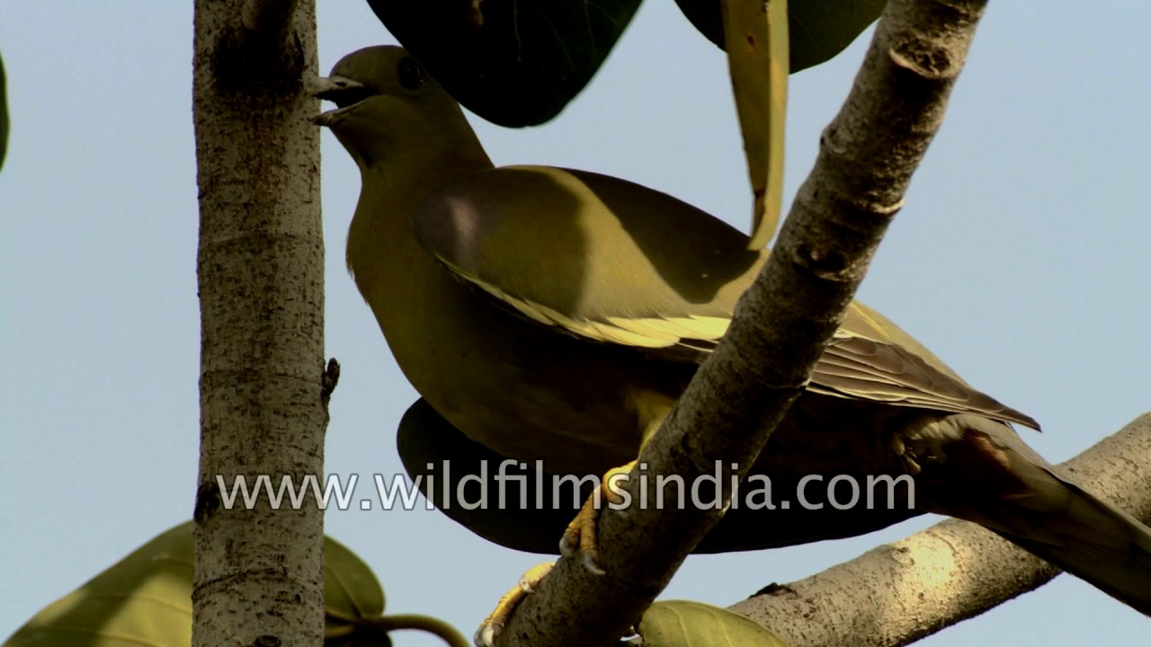 Green pigeon in India