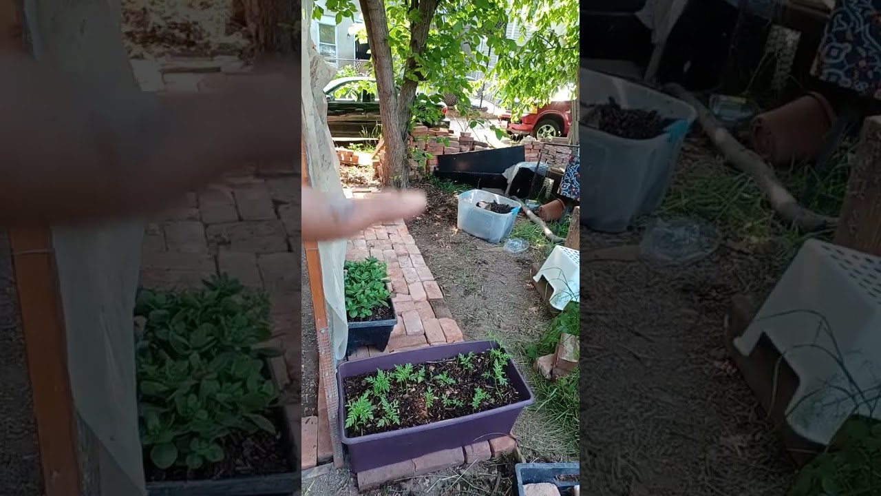 May 23, 2023 Urban homestead pest control part 1