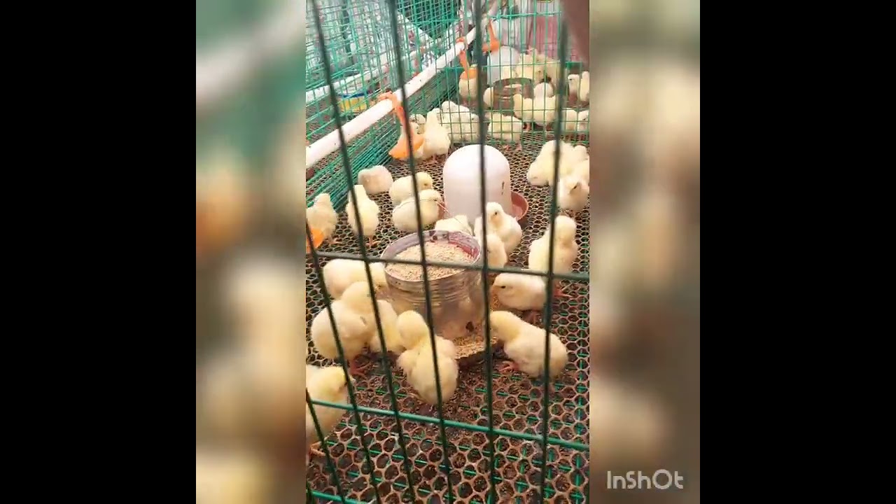 تاني يوم العرسه اكلت ٦٠ كتكوت والحمد لله