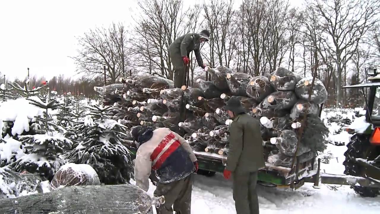 Stor brist p&aring; julgranar