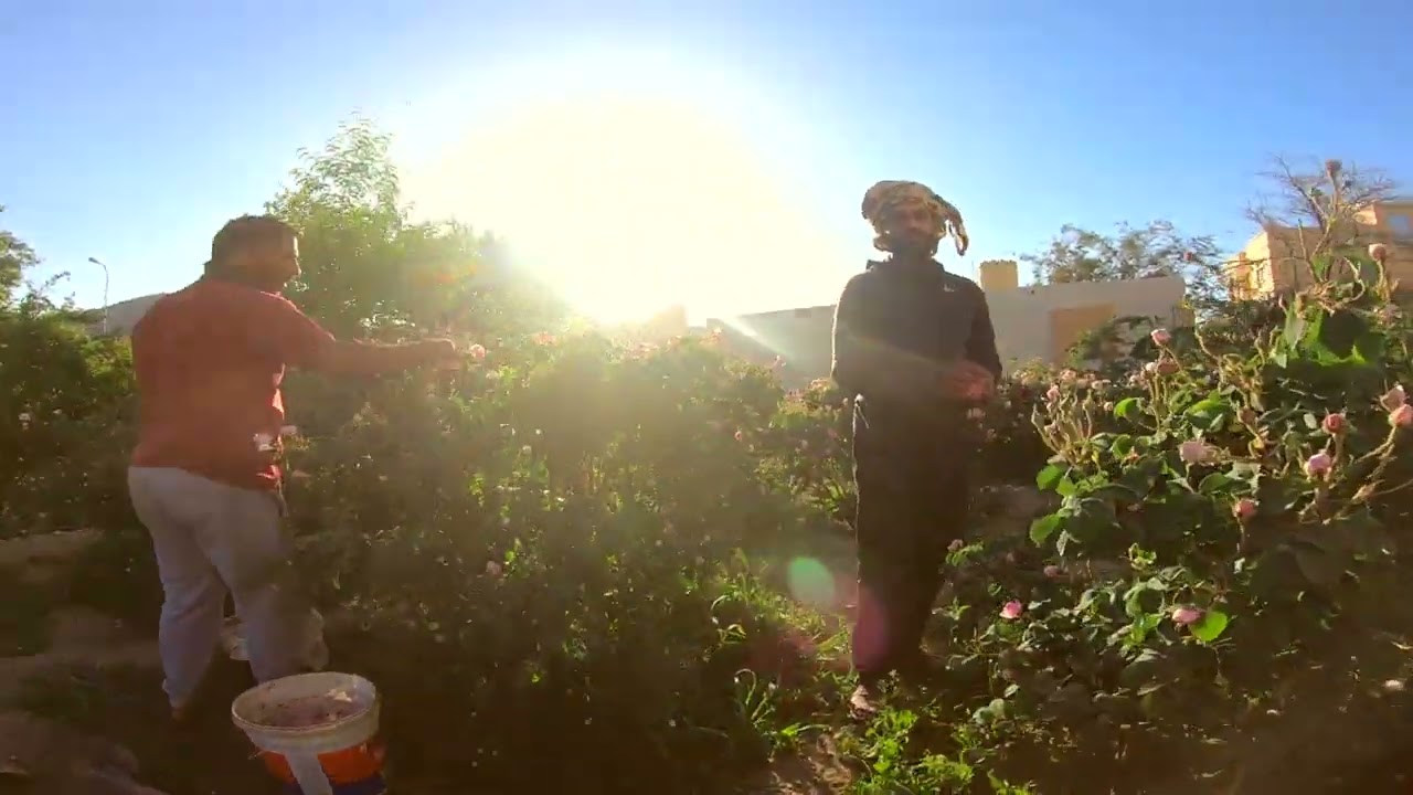 الجبل الأخضر على الأقدام ج٢ موسم جني (قطف) الورد | Flower season in AL Jabal Al Khdar 4K