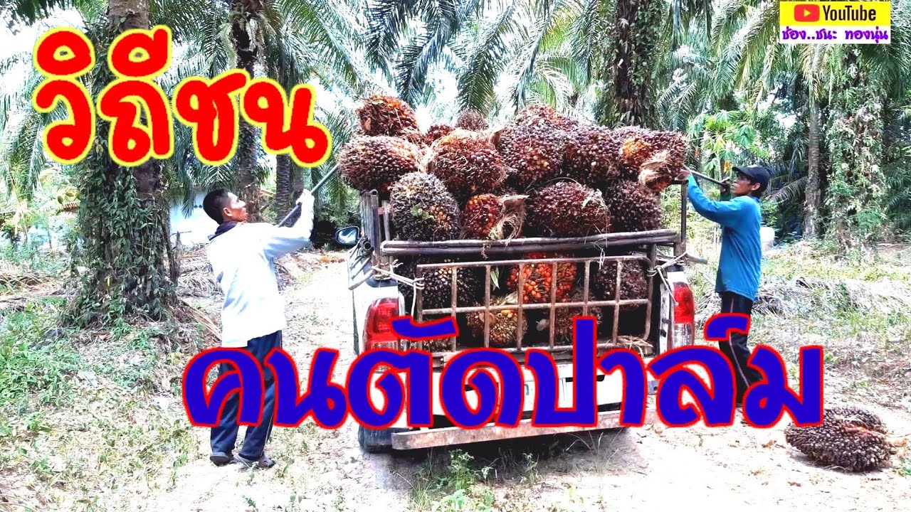🌴 วิถีชนคนตัดปาล์ม ทำทุกอย่างด้วยความรับผิดชอบ..👍#ชนะ ทองนุ่น#