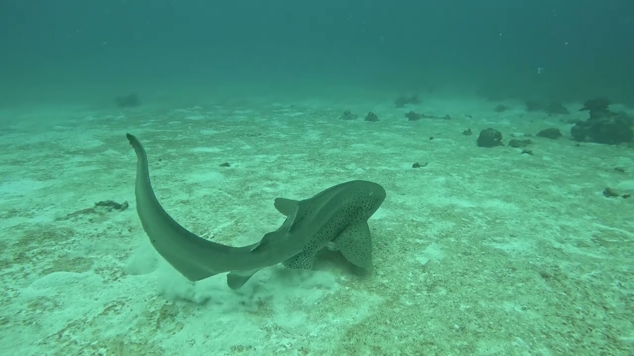 REQUIN LÉOPARD Avec scuba nosy be , Madagscar.