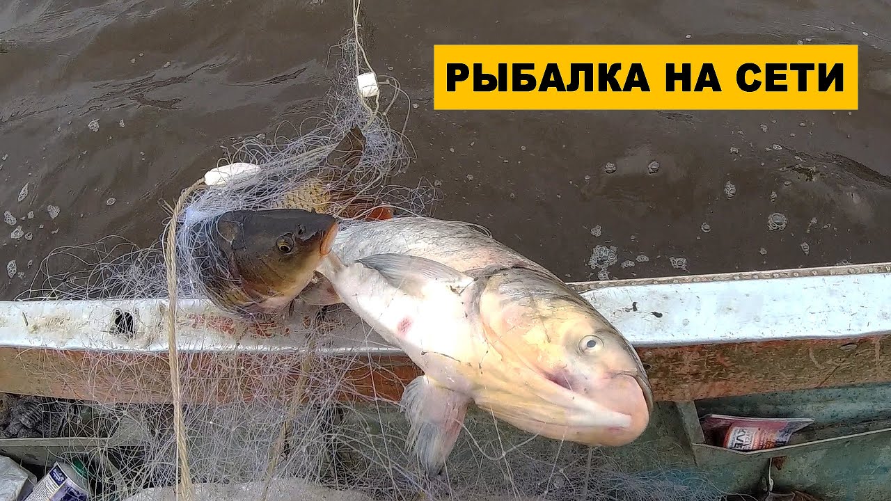 РЫБАЛКА НА СЕТИ. Рыбы Очень Много. Сом, сазан, карась, толстолобик