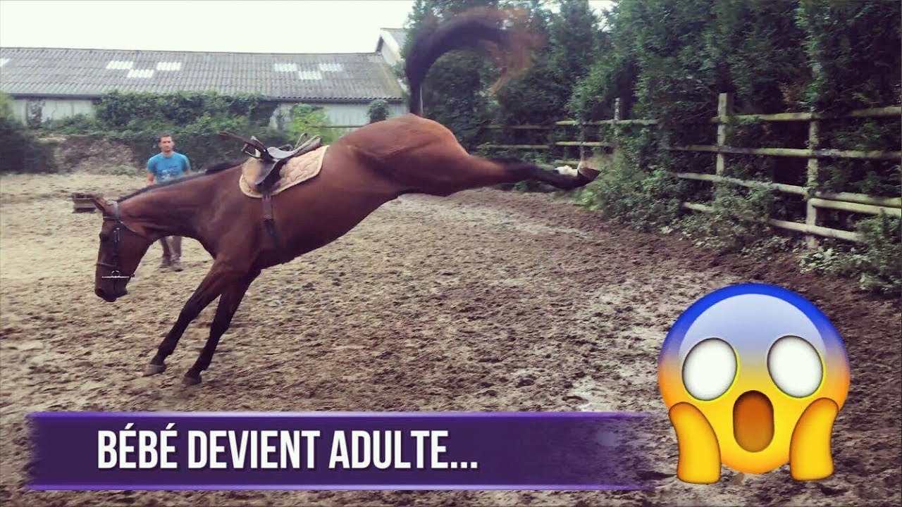DÉBOURRAGE D'EVEN: filet, selle et sanglage + longe