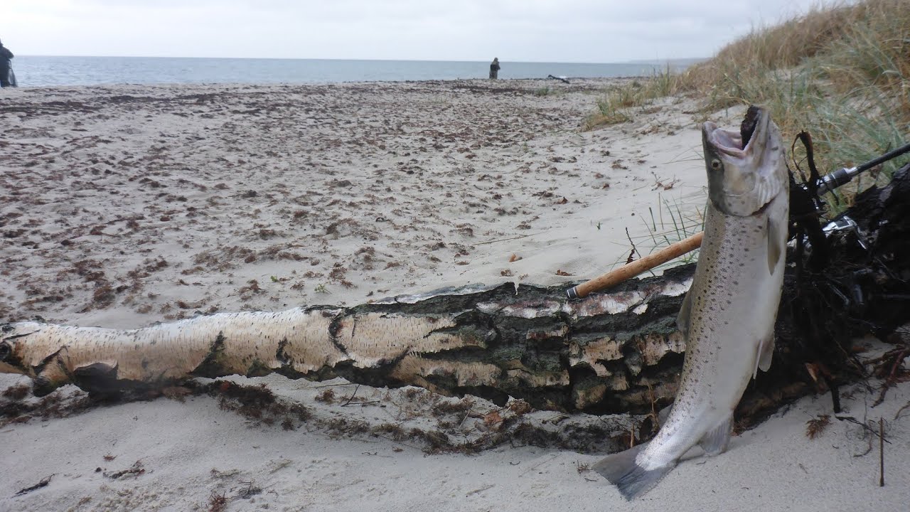 Bornholm, en uges fiskeri efter havørred i november 2025 med Struer Kystfiskerforening
