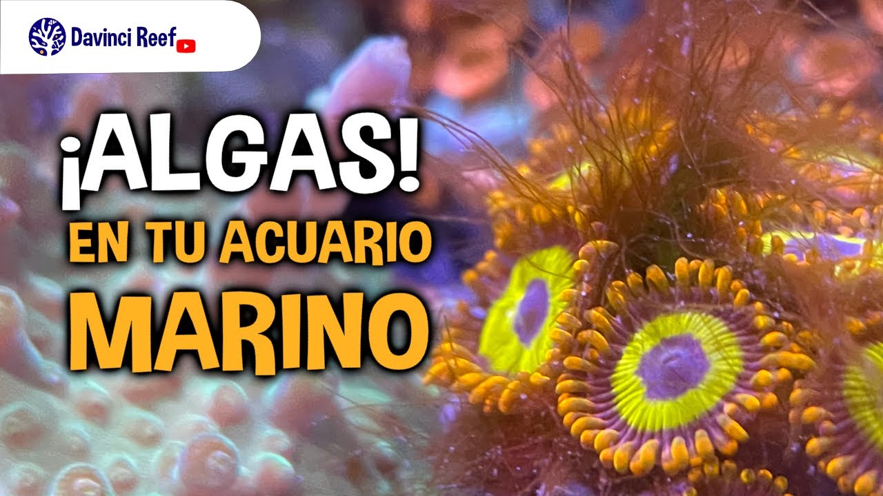 Conoce 6 razones por las que te salen algas en tu acuario marino.