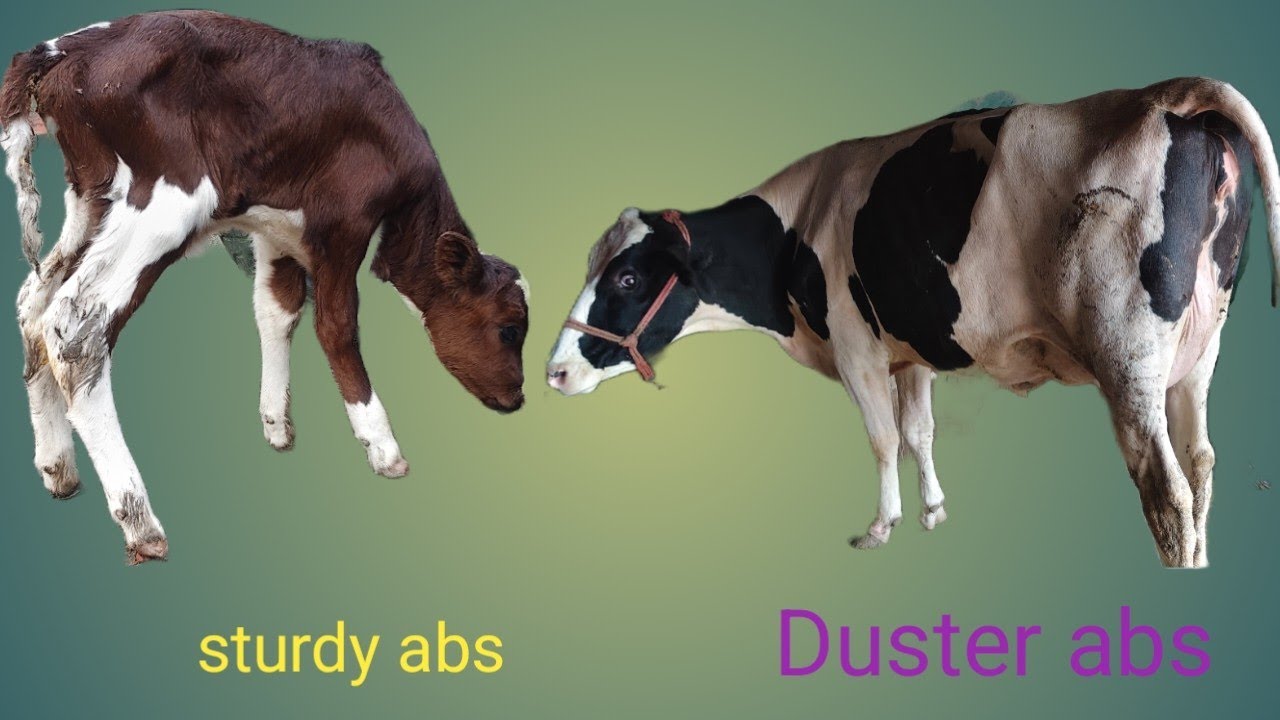 Sturdy abs bull Ki bachiya maa abs duster bull 