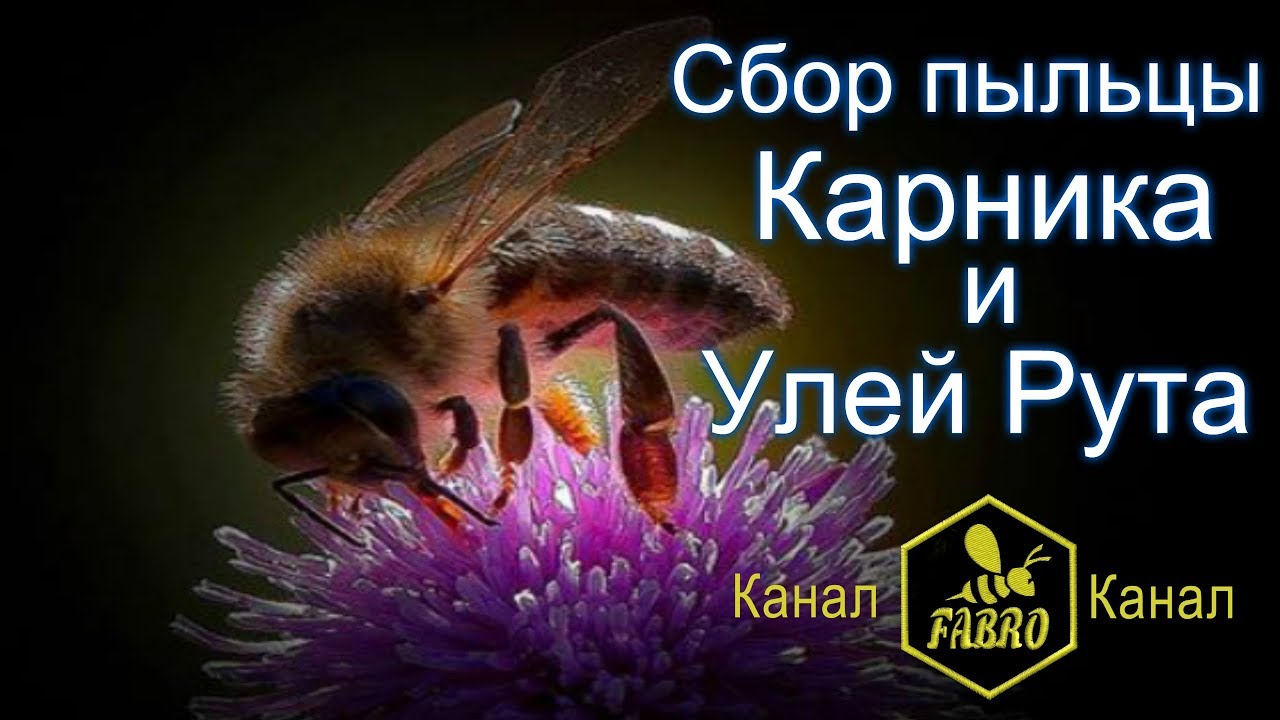 Сбор пыльцы Карника Улей Рута - Иван Фабро