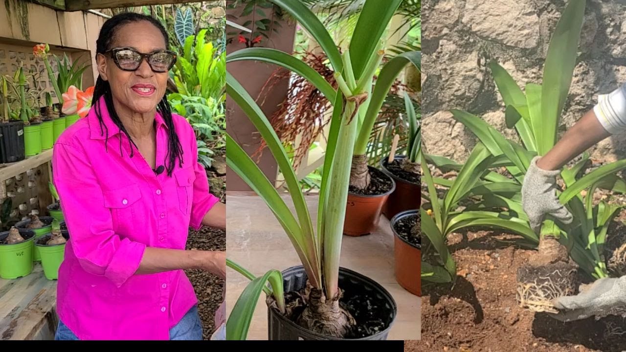 What to Do After Your Potted Amaryllis Has Bloomed out
